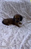 Jack, a male Miniature Dachshund for sale in Phoenix, AZ – 2 of 10