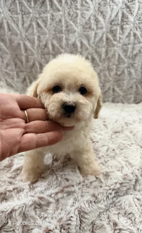 Susie Lou  – Poodle - Toy  puppy for sale in Phoenix, AZ