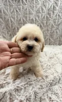 Susie Lou , a female Poodle - Toy  for sale in Phoenix, AZ – 1 of 8