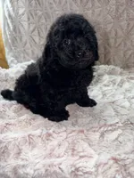 Holly, a female Poodle - Toy  for sale in Phoenix, AZ – 3 of 8