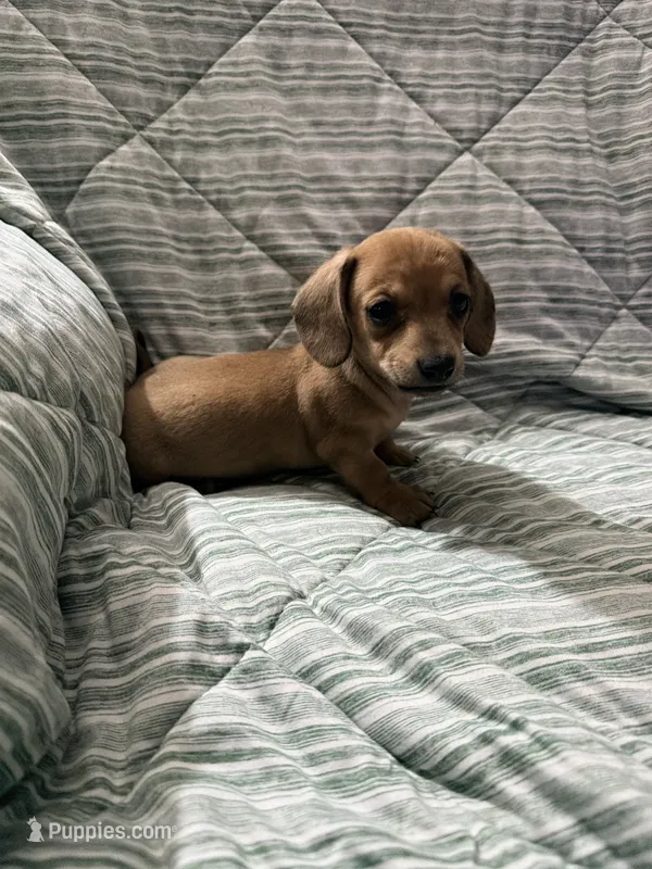 Pumpkin – Miniature Dachshund puppy for sale in Phoenix, AZ