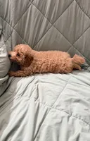 Skittles, a male Poodle - Toy  for sale in Phoenix, AZ – 3 of 4
