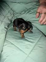 Bosco, a male Miniature Dachshund for sale in Phoenix, AZ – 3 of 3