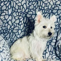 Snow, a female West Highland White Terrier for sale in Phoenix, AZ – Photo 4 of 6