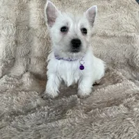 Snow, a female West Highland White Terrier for sale in Phoenix, AZ – Photo 5 of 6