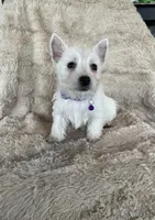 processed/7b9ad5d2-2005-4857-8f06-1975007f8ebe/listing/29b09b9c-57c5-47ca-92a7-0fc4bee1b29c/cf446540-22b5-4359-9ca1-c9f14fb9d54c