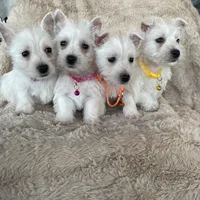 Snow, a female West Highland White Terrier for sale in Phoenix, AZ – Photo 3 of 6