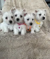 processed/7b9ad5d2-2005-4857-8f06-1975007f8ebe/listing/29b09b9c-57c5-47ca-92a7-0fc4bee1b29c/d93b8754-1a6e-47c8-8aef-650a2c5cbf40