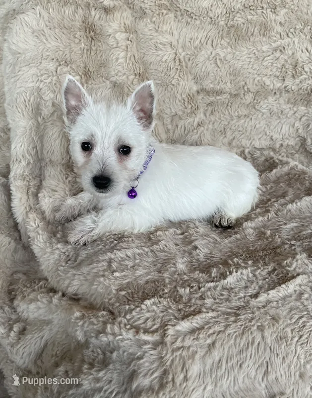 Snow, a female West Highland White Terrier for sale in Phoenix, AZ – 1 of 5