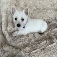 Snow, a female West Highland White Terrier for sale in Phoenix, AZ – Photo 2 of 6