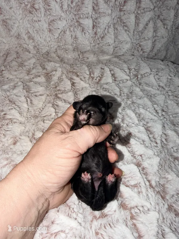 Holly – Poodle - Toy  puppy for sale in Phoenix, AZ