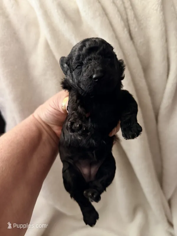 Holly – Poodle - Toy  puppy for sale in Phoenix, AZ