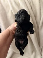 Holly, a female Poodle - Toy  for sale in Phoenix, AZ – 6 of 8