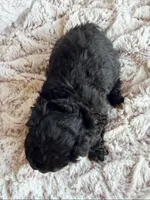 Holly, a female Poodle - Toy  for sale in Phoenix, AZ – 5 of 8