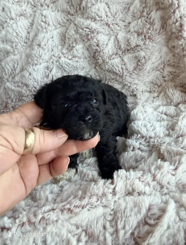 Holly – Poodle - Toy  puppy for sale in Phoenix, AZ