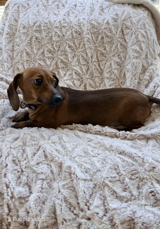 Ruby – Miniature Dachshund puppy for sale in Phoenix, AZ
