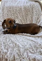 Ruby, a female Miniature Dachshund for sale in Phoenix, AZ – 1 of 5