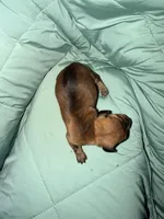 Amber, a female Miniature Dachshund for sale in Phoenix, AZ – 3 of 4