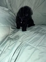 Tingo , a male Poodle - Toy  for sale in Phoenix, AZ – 2 of 3