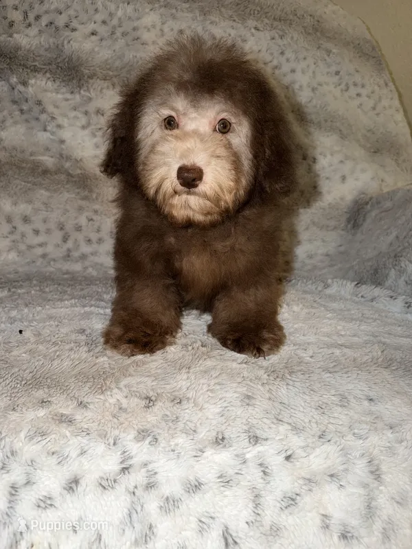 Charlie – Poodle - Toy  puppy for sale in Phoenix, AZ