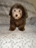 Charlie, a male Poodle - Toy  for sale in Phoenix, AZ – 1 of 8