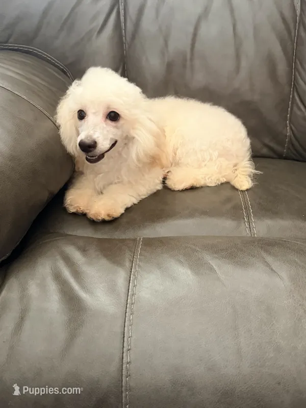 Peanut – Poodle - Toy  puppy for sale in Phoenix, AZ