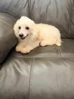 Peanut, a female Poodle - Toy  and Poodle - Miniature  for sale in Phoenix, AZ – 1 of 10