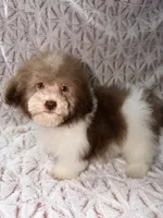 Bingo, a male Poodle - Toy  for sale in Phoenix, AZ – Photo 1 of 4