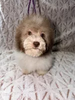 Bingo, a male Poodle - Toy  for sale in Phoenix, AZ – Photo 3 of 4