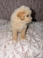 Barney, a male Poodle - Toy  for sale in Phoenix, AZ – 4 of 10