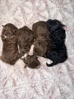 TIDBIT, a male Poodle - Toy  for sale in Phoenix, AZ – Photo 2 of 2