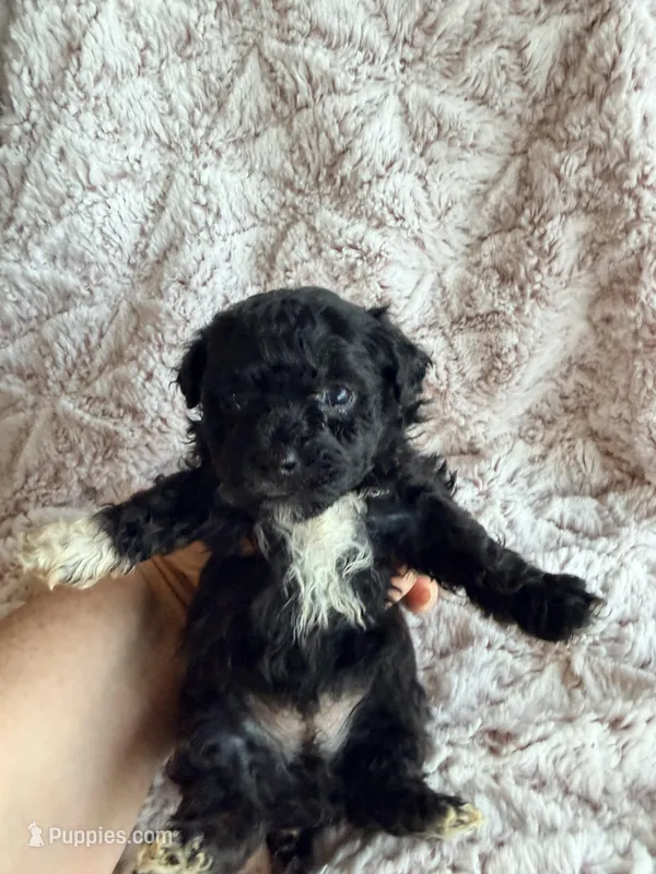 TIDBIT – Poodle - Toy  puppy for sale in Phoenix, AZ