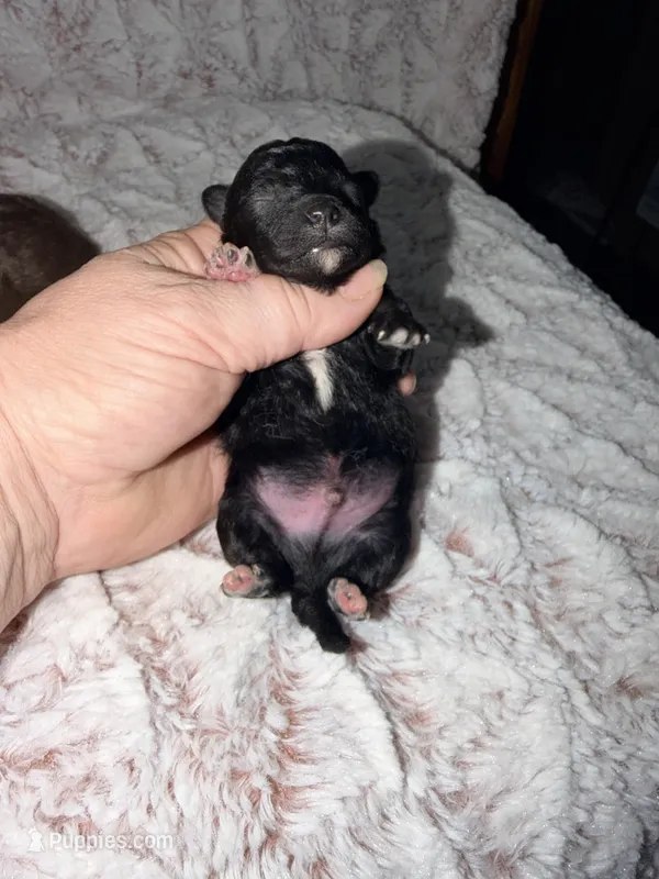 TIDBIT – Poodle - Toy  puppy for sale in Phoenix, AZ