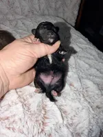 TIDBIT, a male Poodle - Toy  for sale in Phoenix, AZ – Photo 1 of 2