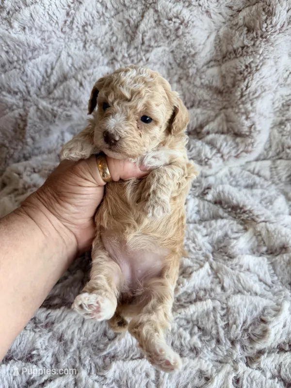 SASSY – Poodle - Toy  puppy for sale in Phoenix, AZ