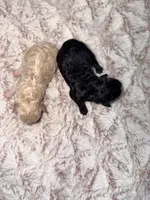 SASSY, a female Poodle - Toy  for sale in Phoenix, AZ – Photo 2 of 3