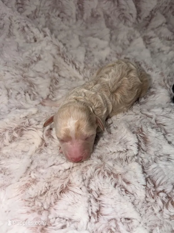 SASSY – Poodle - Toy  puppy for sale in Phoenix, AZ
