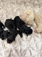 SASSY, a female Poodle - Toy  for sale in Phoenix, AZ – Photo 3 of 3