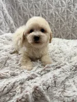 LULU, a female Poodle - Toy  for sale in Phoenix, AZ – 2 of 6