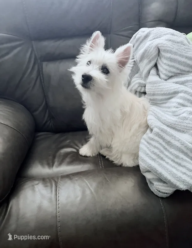 Princess – West Highland White Terrier puppy for sale in Phoenix, AZ