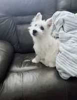 Princess, a female West Highland White Terrier for sale in Phoenix, AZ – 1 of 8