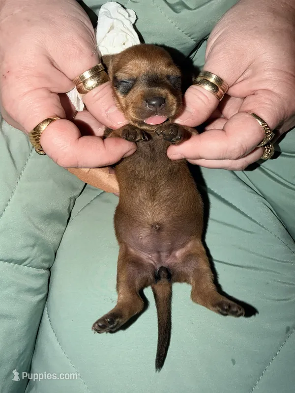 Amber – Miniature Dachshund puppy for sale in Phoenix, AZ