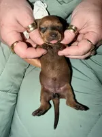 Amber, a female Miniature Dachshund for sale in Phoenix, AZ – 1 of 4