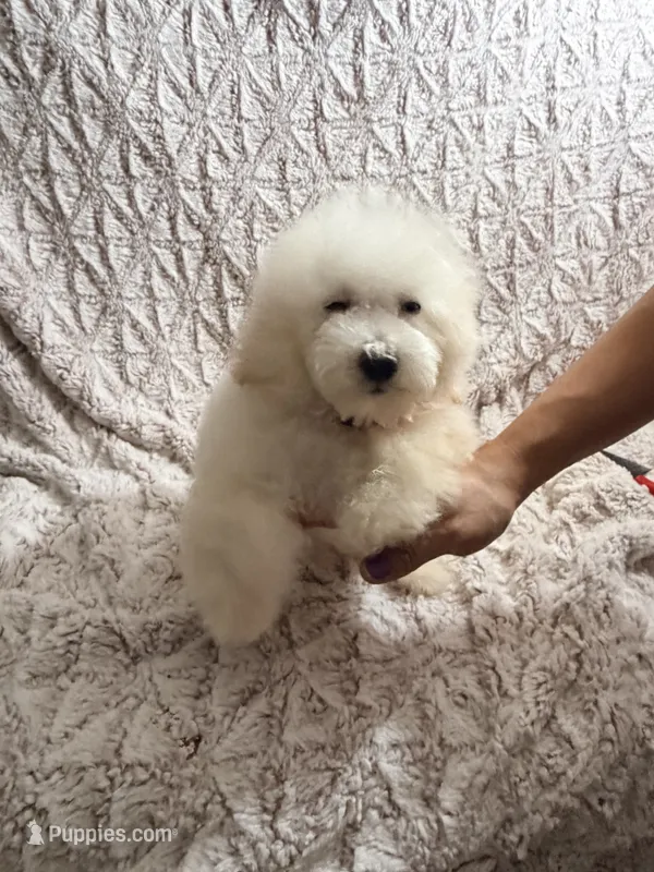 LULU – Poodle - Toy  puppy for sale in Phoenix, AZ