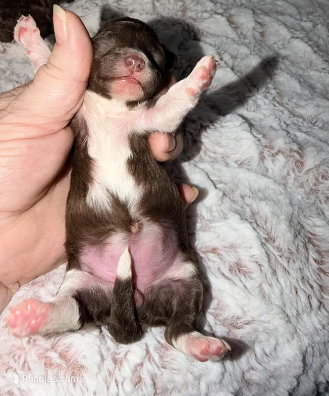 Puddles – Poodle - Toy  puppy for sale in Phoenix, AZ