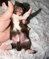 Puddles, a female Poodle - Toy  for sale in Phoenix, AZ – Photo 1 of 3