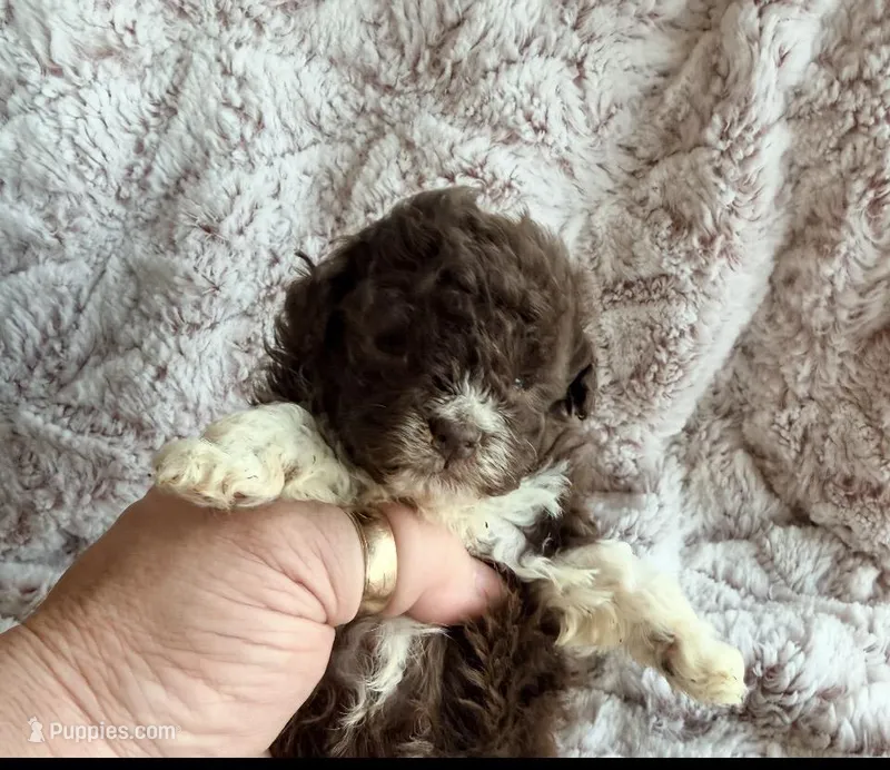 Puddles – Poodle - Toy  puppy for sale in Phoenix, AZ