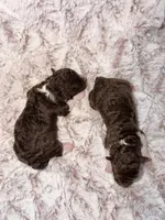 Puddles, a female Poodle - Toy  for sale in Phoenix, AZ – Photo 2 of 3