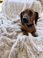 Ruby, a female Miniature Dachshund for sale in Phoenix, AZ – 2 of 5