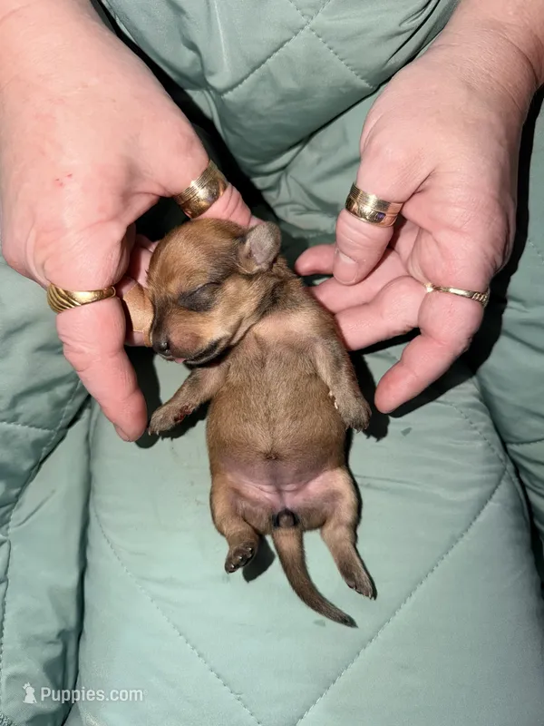 Pumpkin – Miniature Dachshund puppy for sale in Phoenix, AZ